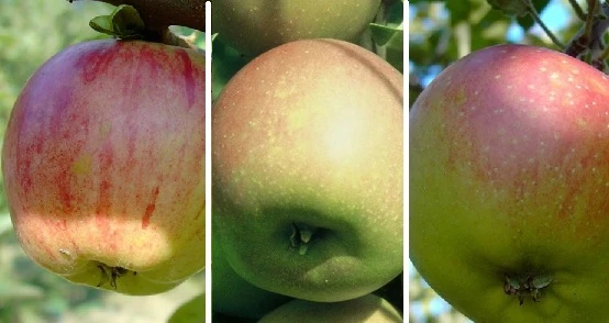 Drei-Sorten-Apfelbaum (Gravensteiner, Goldparmäne, Kaiser Wilhelm) Malus Domestica 3 Drei-Sorten-Apfelbaum (Gravensteiner, Goldparmäne, Kaiser Wilhelm) Malus Domestica