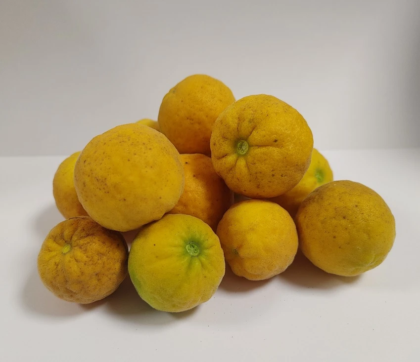 Dreiblättrige Orange Poncirus Trifoliata 4 Dreiblättrige Orange Poncirus Trifoliata – Bild 2