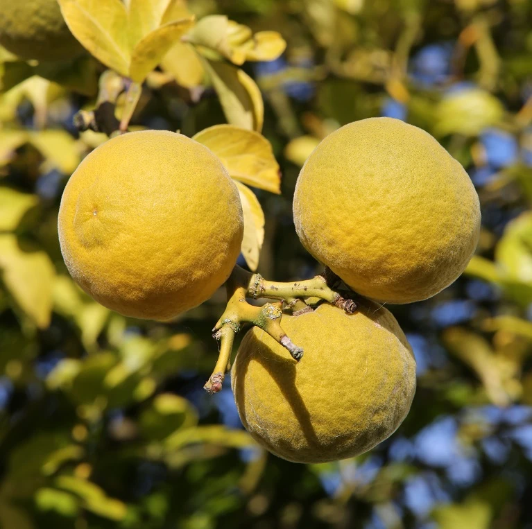 Dreiblättrige Orange Poncirus Trifoliata 3 Dreiblättrige Orange Poncirus Trifoliata