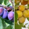 Duo-Obst, Hauszwetsche & Nancy Mirabelle Prunus Domestica -GartenZauber Verkäufe Duo Hauszwetsche Nancynxn2YUf67IkNG