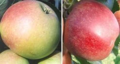 Duo-Apfelbaum `James Grieve´ & `Finkenwerder Prinz´ Malus Domestica