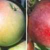 Duo-Apfelbaum `James Grieve´ & `Roter Boskoop´ Malus Domestica -GartenZauber Verkäufe Duo James GRieve und Roter Boskoop