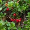 Echte Bärentraube Arctostaphylos Uva-ursi -GartenZauber Verkäufe Echte B rentraube1
