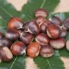 Ecker 1 - Selbstfruchtbare Esskastanie Castanea Sativa `Ecker1´ 2 Ecker 1 - Selbstfruchtbare Esskastanie Castanea Sativa `Ecker1´ -GartenZauber Verkäufe Ecker 1
