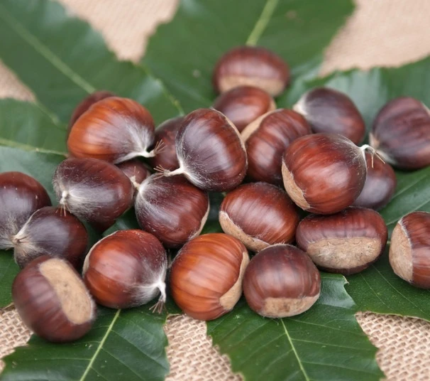 Ecker 1 - Selbstfruchtbare Esskastanie Castanea Sativa `Ecker1´ 3 Ecker 1 - Selbstfruchtbare Esskastanie Castanea Sativa `Ecker1´