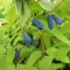 Sibirische Blaubeere `Eisbär´ Lonicera Kamtschatica `Eisbär´ 2 Sibirische Blaubeere `Eisbär´ Lonicera Kamtschatica `Eisbär´ -GartenZauber Verkäufe Eisb r Kordes Jungpflanzen