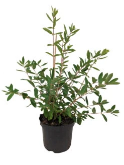 Sibirische Blaubeere `Eisbär´ Lonicera Kamtschatica `Eisbär´ 7 Sibirische Blaubeere `Eisbär´ Lonicera Kamtschatica `Eisbär´ -GartenZauber Verkäufe Eisb r weiss