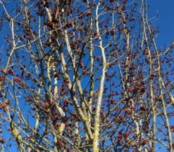 Eisenholzbaum Parrotia Persica -GartenZauber Verkäufe Eisenholzbaum Bl te 2
