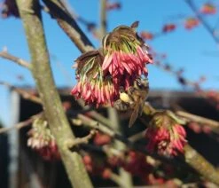 Eisenholzbaum Parrotia Persica -GartenZauber Verkäufe Eisenholzbaum bl te und BieneataOpQ1apbuNb