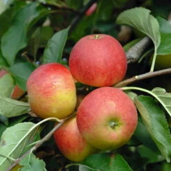 Elstar ® Malus Domestica 10 Elstar ® Malus Domestica -GartenZauber Verkäufe Elstar