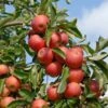 Elstar ® Malus Domestica -GartenZauber Verkäufe Elstar am Baum