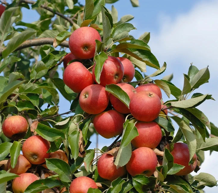 Elstar ® Malus Domestica 3 Elstar ® Malus Domestica