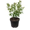 Duftender Essigbaum / Gewürz-Sumach `Grow Low´ Rhus Aromatica -GartenZauber Verkäufe Essigbaum Grow Low weiss