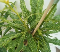 Esskastanie `Asplenifolia´ Castanea Sativa `Asplenifolia´ 7 Esskastanie `Asplenifolia´ Castanea Sativa `Asplenifolia´ -GartenZauber Verkäufe Esskastanie Asplenifolia1