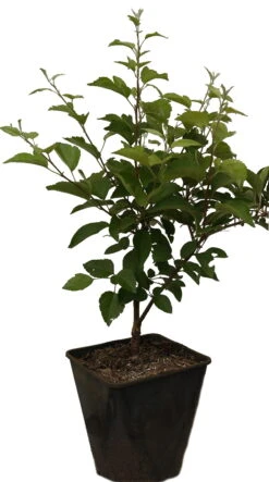 Zierapfel `Evereste´ Malus 10 Zierapfel `Evereste´ Malus -GartenZauber Verkäufe Evereste