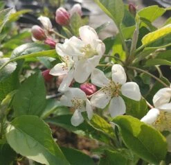 Zierapfel `Evereste´ Malus 9 Zierapfel `Evereste´ Malus -GartenZauber Verkäufe Evereste1