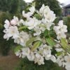 Zierapfel `Evereste´ Malus -GartenZauber Verkäufe Evereste3