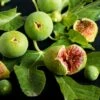 Feige `Ficcolino® Gustis®´ Ficus Carica -GartenZauber Verkäufe Feige erweiterte Lizenz