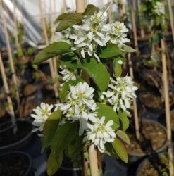 Aufrecht Wachsende Felsenbirne `Obelisk´ Amelanchier Alnifolia `Obelisk´
