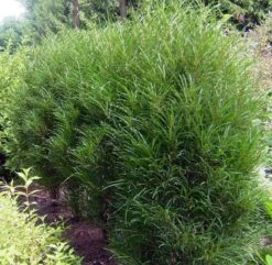 Farnblättriger Säulen-Faulbaum `Fine Line´ Rhamnus Frangula `Fine Line´ 12 Farnblättriger Säulen-Faulbaum `Fine Line´ Rhamnus Frangula `Fine Line´ -GartenZauber Verkäufe Fine LIne Kordes Jungpflanzen