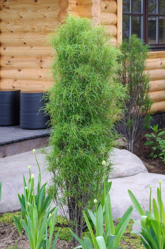 Farnblättriger Säulen-Faulbaum `Fine Line´ Rhamnus Frangula `Fine Line´ 3 Farnblättriger Säulen-Faulbaum `Fine Line´ Rhamnus Frangula `Fine Line´