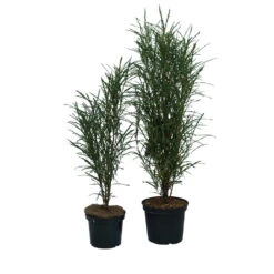 Farnblättriger Säulen-Faulbaum `Fine Line´ Rhamnus Frangula `Fine Line´ 10 Farnblättriger Säulen-Faulbaum `Fine Line´ Rhamnus Frangula `Fine Line´ -GartenZauber Verkäufe Fine Line Faulbaum 2