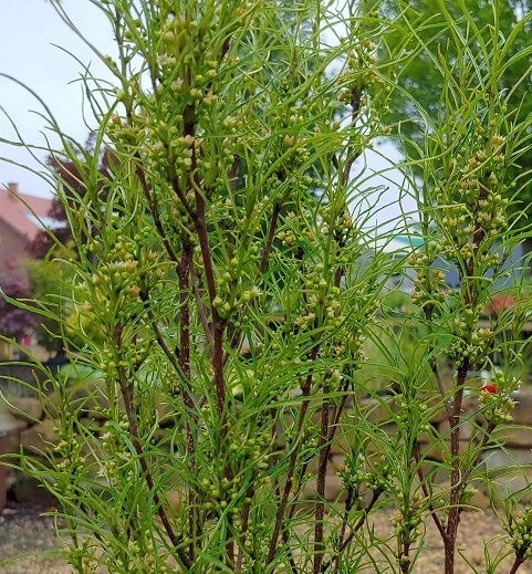 Farnblättriger Säulen-Faulbaum `Fine Line´ Rhamnus Frangula `Fine Line´ 4 Farnblättriger Säulen-Faulbaum `Fine Line´ Rhamnus Frangula `Fine Line´ – Bild 2