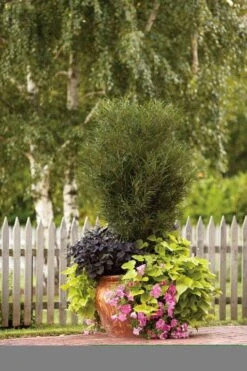 Farnblättriger Säulen-Faulbaum `Fine Line´ Rhamnus Frangula `Fine Line´ 13 Farnblättriger Säulen-Faulbaum `Fine Line´ Rhamnus Frangula `Fine Line´ -GartenZauber Verkäufe Fine Line Kordes Jungpflanzen1