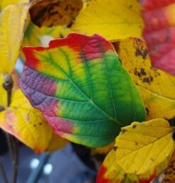 Großer Federbuschstrauch Fothergilla Major -GartenZauber Verkäufe Fothergilla Herbstf rbung1