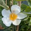 Franklinia Alatamaha "Franklinie / Franklinbaum" Franklinia Alatamaha -GartenZauber Verkäufe Franklina Bl te