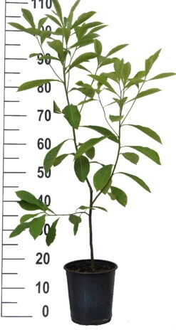 Franklinia Alatamaha "Franklinie / Franklinbaum" Franklinia Alatamaha 9 Franklinia Alatamaha "Franklinie / Franklinbaum" Franklinia Alatamaha -GartenZauber Verkäufe Franklinie neu weiss