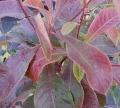 Franklinia Alatamaha "Franklinie / Franklinbaum" Franklinia Alatamaha 8 Franklinia Alatamaha "Franklinie / Franklinbaum" Franklinia Alatamaha -GartenZauber Verkäufe Frankliniha