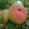 Säulenapfel `Frenic´ Malus Domestica -GartenZauber Verkäufe Frenic