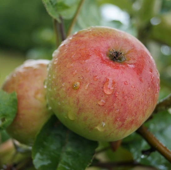 Säulenapfel `Frenic´ Malus Domestica 3 Säulenapfel `Frenic´ Malus Domestica