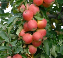 Gala Malus Domestica