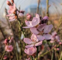 Zwerg-Fruchtmandel `Garden Prince´ Prunus `Zwerg-Fruchtmandel´ -GartenZauber Verkäufe Garden Prince Bl te2