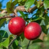 Gerlinde ® Malus Domestica -GartenZauber Verkäufe GerlindeRUQRs7DqhHjrf