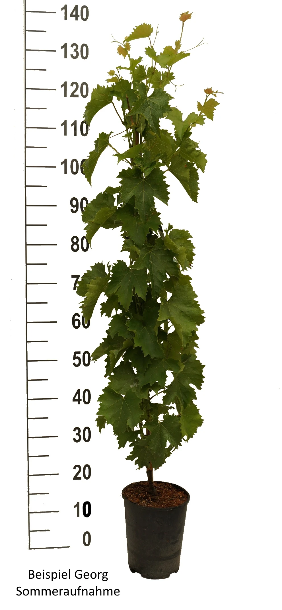 Tafeltraube `Georg´ Vitis `Georg´ 4 Tafeltraube `Georg´ Vitis `Georg´ – Bild 2