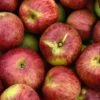 Gewürzluiken Malus Domestica `Gewürzluiken´ -GartenZauber Verkäufe Gew rzluiken1