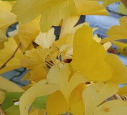 Ginkgo / Fächerblattbaum Ginkgo Biloba -GartenZauber Verkäufe Ginkgo biloba Herbstf rbung