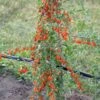 Goji / Chinesische Wolfsbeere `Big Lifeberry´ Lycium Barbarum `Big Lifeberry´ -GartenZauber Verkäufe Goji