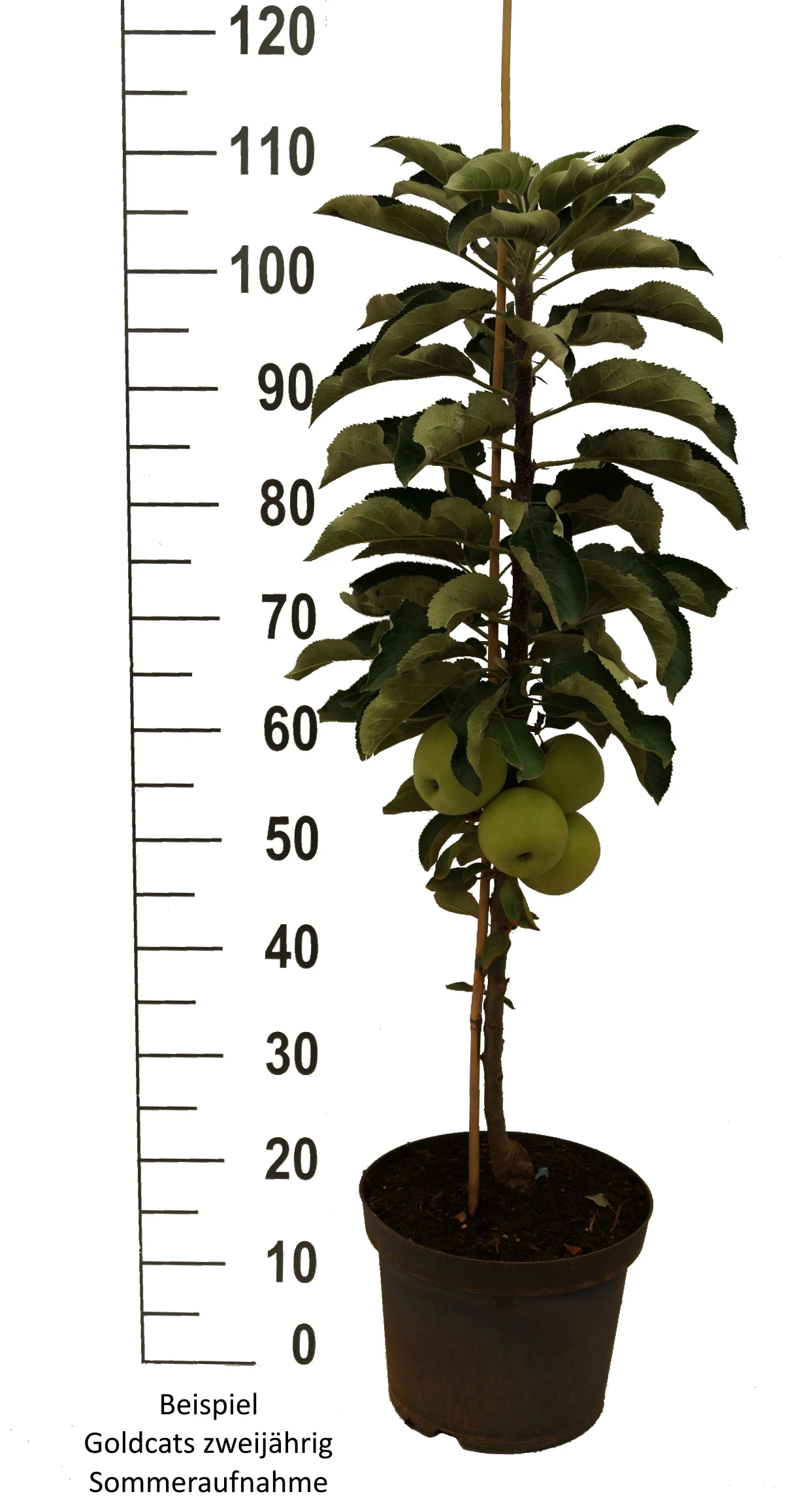 Säulenapfel `Goldcats´ Malus Domestica `Goldcats´ 5 Säulenapfel `Goldcats´ Malus Domestica `Goldcats´ – Bild 3