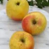 Grahams Jubiläumsapfel Malus Domestica `Graham´s Jubiläumsapfel´ -GartenZauber Verkäufe GrahamsDfq5bGLvl8FVV