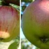 Duo-Apfelbaum `Goldparmäne´ & `Kaiser Wilhelm´ Malus Domestica -GartenZauber Verkäufe Gravensteiner Kaiser Wihleml 2