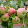 Gravensteiner Malus Domestica -GartenZauber Verkäufe Gravensteiner5LEjpsAOzIdA8