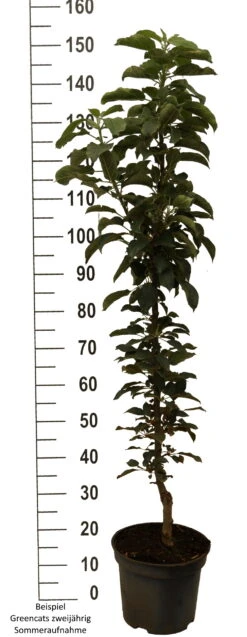 Säulenapfel `GreenCats´ Malus Domestica `Greencats´ 10 Säulenapfel `GreenCats´ Malus Domestica `Greencats´ -GartenZauber Verkäufe Greencats weiss