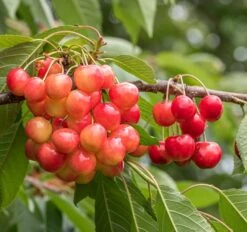 Große Prinzessin / Napoleon Prunus Avium `Große Prinzessin´