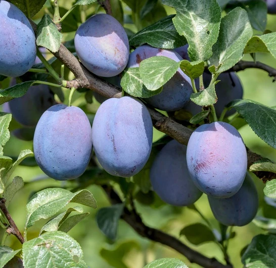 Haganta (S) Prunus Domestica `Haganta´ 3 Haganta (S) Prunus Domestica `Haganta´