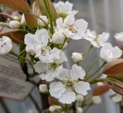 Nashi Hakko Pyrus Pyrifolia `Hakko´ -GartenZauber Verkäufe Hakko Bl te