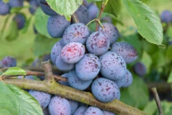 Hanita ® Prunus Domestica `Hanita -GartenZauber Verkäufe Hanita3